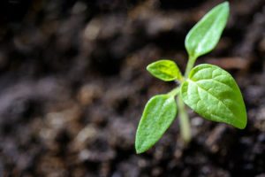 School gardens growing more than just vegetables