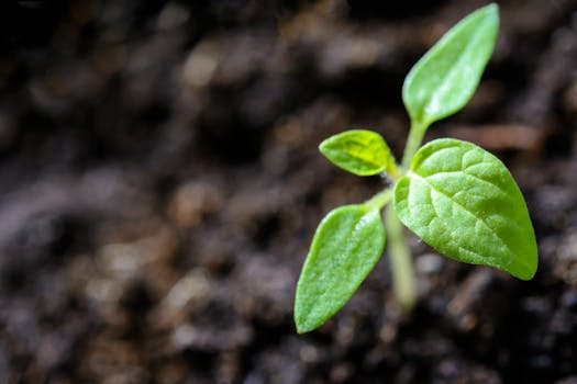 School gardens growing more than just vegetables