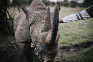Wildlife safaris that go beyond the Big Five