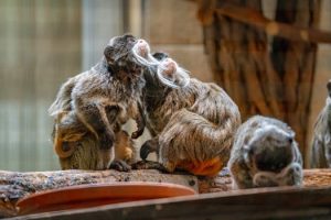 Rainforest lodges with wildlife at your doorstep
