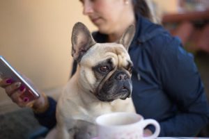 Pet Toys Controlled From Your Smartphone