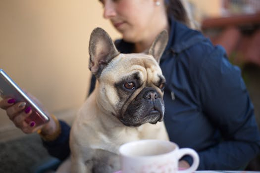 Pet Toys Controlled From Your Smartphone