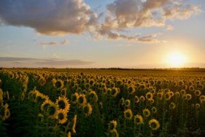 Field trips to sunflower farms inspire artists